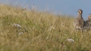 I pivieri tortolini di campo imperatore