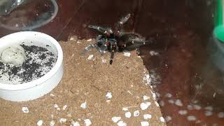 Tarantula Feeding Video 085 - Brachypelma auratum