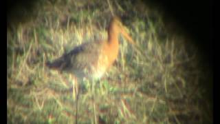 Rödspov (Limosa limosa), Munkagårdsfloen (Hl).