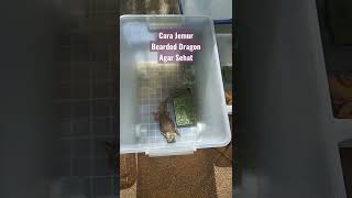 Cara Jemur Bearded Dragon Kena Matahari agar sehat