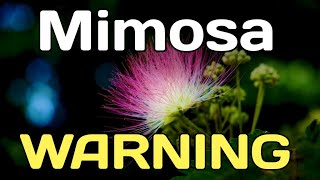 Mimosa Warning | Watch This Video Before You Try This Popular Herbal Remedy