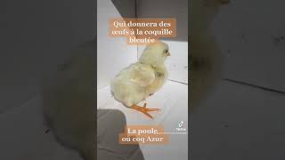 Présentation de poussin : poule ou coq Azur