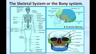 skeletal system part 1|The cranium or Brain Case|parts skeletal system #skeletalsystem #cranium