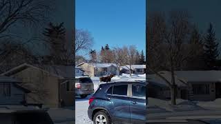 Moose on the Loose in Estevan (video by Christine Massier)