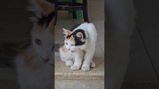 Kitty Cat and Katze's Whisker Twitch #cat #katze #kucing