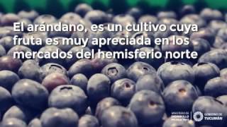 Arandanos tucumanos