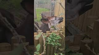 Okapi's snack 🍃 in zoo #music  #animals #zoo #shorts 🦓 🫏 🦒 ?