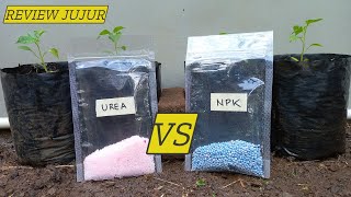 Uji Hasil Pupuk UREA vs NPK pada Bibit Cabe