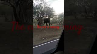 the evil is coming #elephant #animal #wildlife #soundeffects