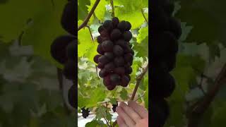 Black grapes || garden || #shorts #autogarageindia #viral #nature