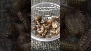 Armadillidium vulgare ‘Nightgold’ Isopod Project