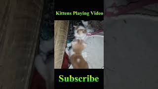 Kittens Playing #Viral #Shorts