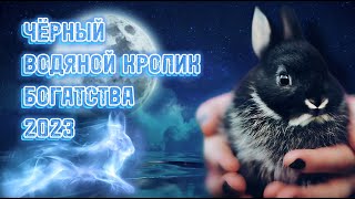 ЧЁРНЫЙ ВОДЯНОЙ КРОЛИК БОГАТСТВА 2023 | BLACK WATER RABBIT OF WEALTH 2023