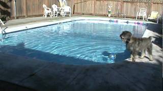 dog + pool = entertainment