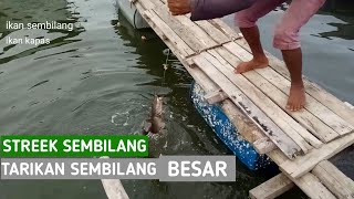 Mancing di pinggir KERAMBA dapat ikan SEMBILANG BESAR