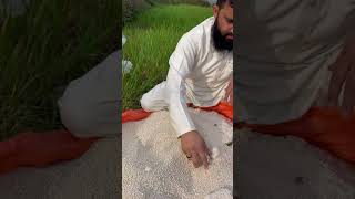 Wheat 🌾 Farming in 🇵🇰 #vegetables #harvest  #farming #organic #growyourownfood #villagelife