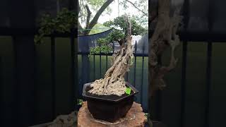 Kontes dan Pameran Bonsai Kota Bangkalan ||Alun-Alun Kota Bangkalan Madura