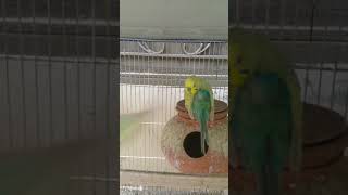 Clear wing budgie pair