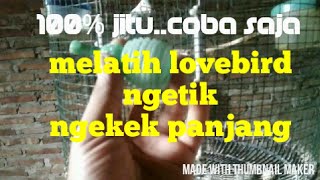 Cara melatih lovebird ngekek panjang