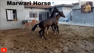 Marwari Horse