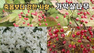 죽음보다 강한 사랑 - 가막살나무