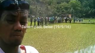 Tanam padi program LTT