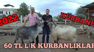 ADANA KOZAN 01.07.2022 KURBANLIK FİYATLARI PART 2.#2022kurbanlıkfiyatları #kurbanlik #kurbanbayrami