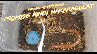 Feeding My Centipedes | Feeding Marathon IV - Gorby Exotics Vlog 27