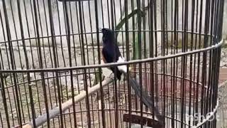 suara pancingan burung murai terbaik/murai malas langsung gacor#pemulakicaukicau