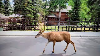 Quer durch Kanada / Pt. 2 - Whistler, Coast Mountains, Banff, Rocky Mountains