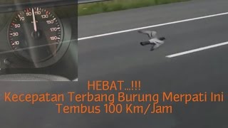 Wajib Nonton: HEBAT!! Kecepatan Terbang Burung Merpati Ini Tembus 100 Km/Jam