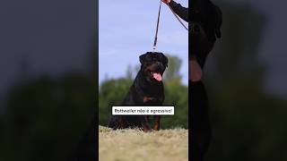 Rottweiler não é agressivo! #adestramento #cachorro #rottweiler #caioadestrador #crdog #shorts