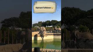 Vantara's Alephant Falldown  #elephant #vantara #trending #youtube #viral #animal #wildlife #shorts