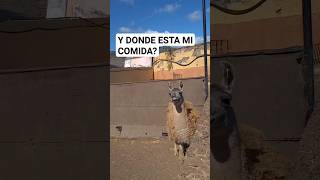 Una llama quiere comer #animals #shorts #funnyanimal