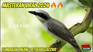 Masteran jinjing petulak nembak gacor 🔥🔥#muraibatu #jinjingpetulak#masteran #masteranburung