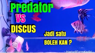 Discus vs Predator