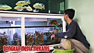 Cuci Media Mekanis Sump filter Pemakaian 8 Minggu || Maintanance Sump Filter Big tank