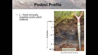 Podzol soils