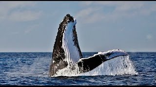 Baleia Jubarte Brasil. Humpback Whale. ABROLHOS. Ballena Jorobada.