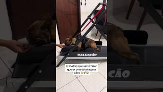 O motivo que vai te fazer querer uma esteira para cachorro #shorts