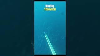 Looking for Yellow tail among the Bait fish schools #freedivingphotography #spearfishing #fishing