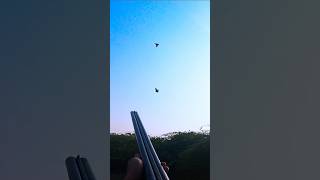 3 Partridges flying .upland Hunting