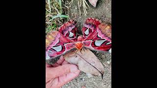 Cameron Highland Attacus atlas moth 皇蛾