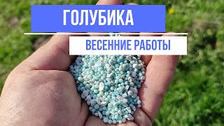 Весенние работы на голубике. Подкормка, мульчирование, прополка.