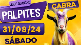 PALPITE DO DIA 31/08/2024 - JOGO DO BICHO 🍀 TODAS AS LOTERIAS 🍀