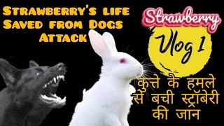 Strawberry Vlog 1| Strawberry's life saved from dog attack | कुत्ते के हमले से बची स्ट्रॉबेरी की जान