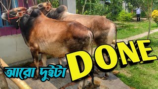 আরো দুইটা দেশি গরু বিক্রি হয়ে গেল || Purbasha Agro