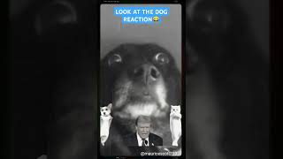 TRUMP: THEY’RE EATING THE DOGS AND CATS!#BreakingNews #ViralVideo #ShockingTruth #Trending