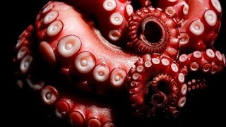 Amazing Pacific Giant Octopus at the Monterey Bay Aquarium