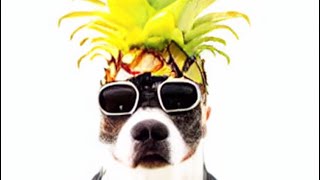 The pineapple dog virus